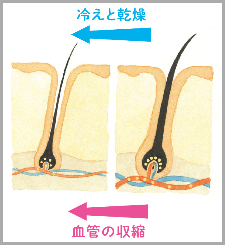 血管の収縮のイメージ図